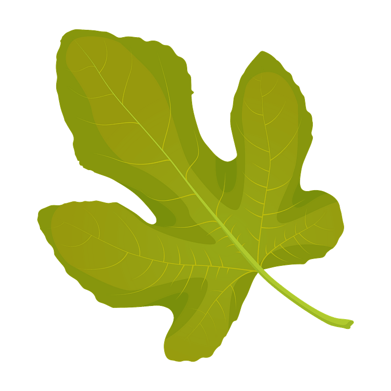 Common fig summer leaf 
