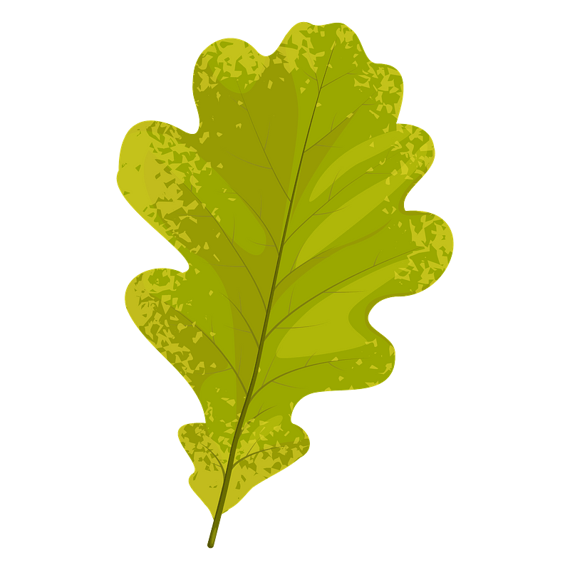 English oak autumn leaf