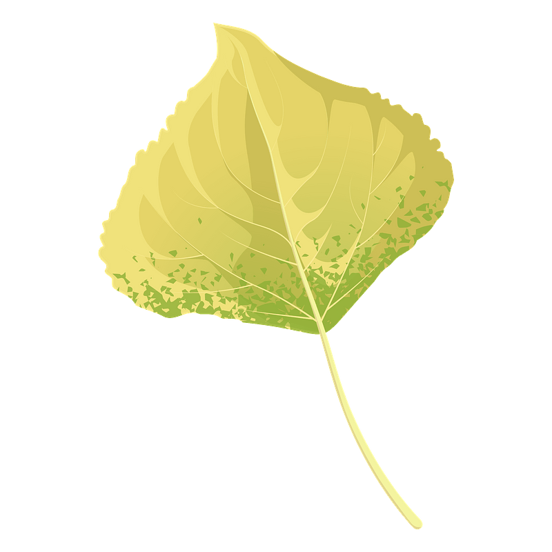Lombardy poplar autumn leaf