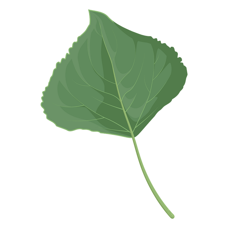 Lombardy poplar summer leaf