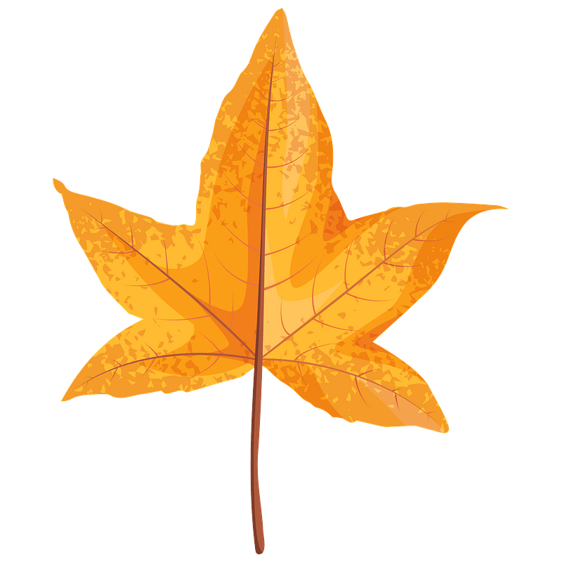 Sweetgum yellow leaf