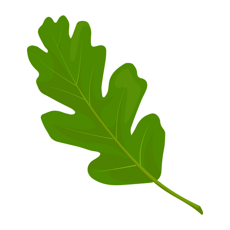 Valley oak spring leaf