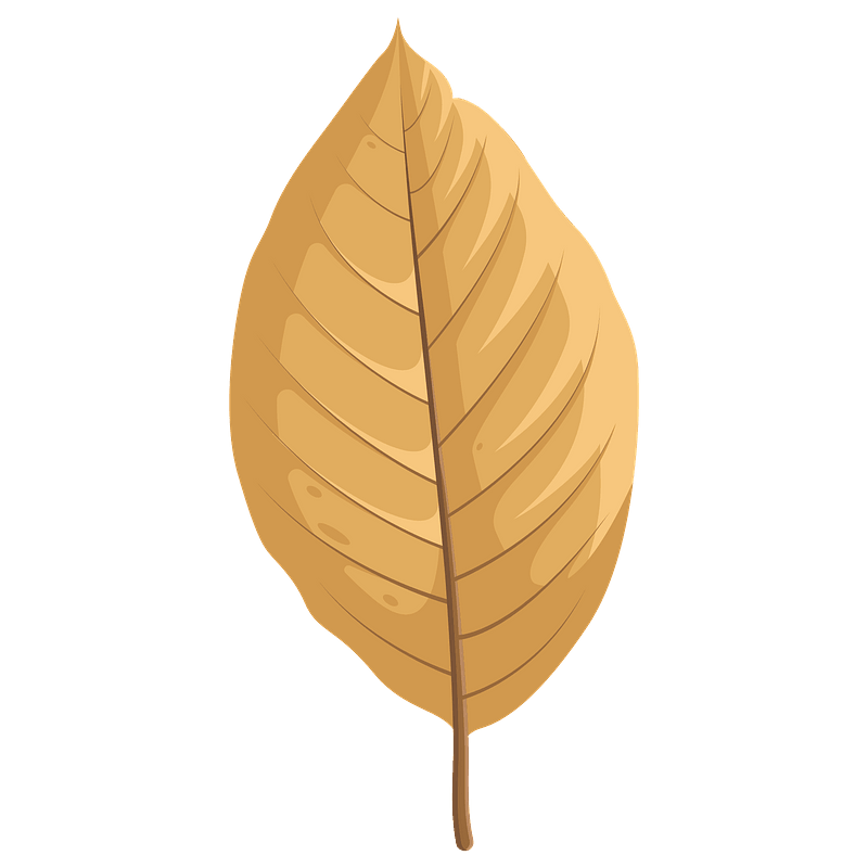 Cucumber tree autumn leaf