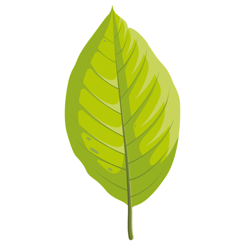 Cucumber tree summer leaf