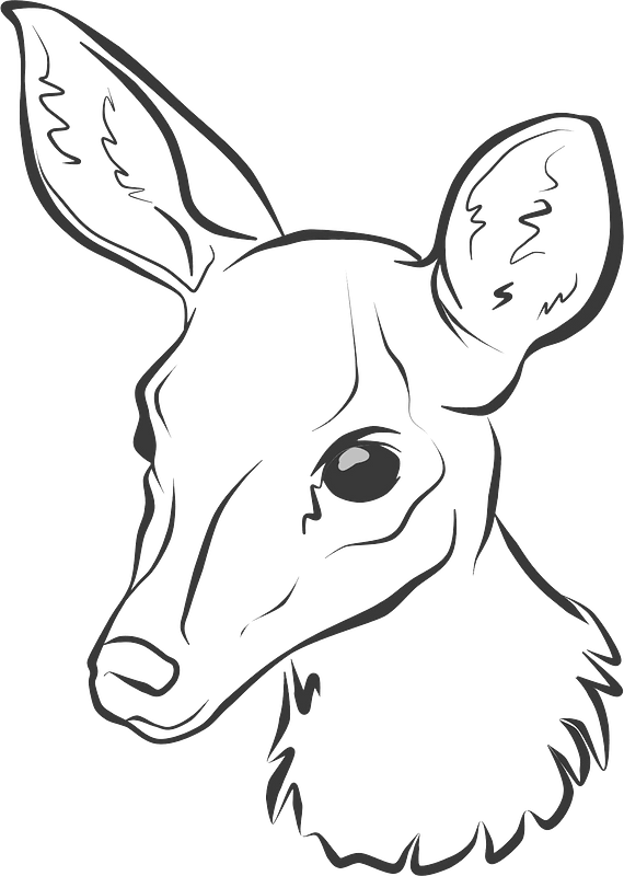 Drawn deer face