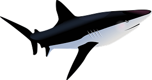 Requin