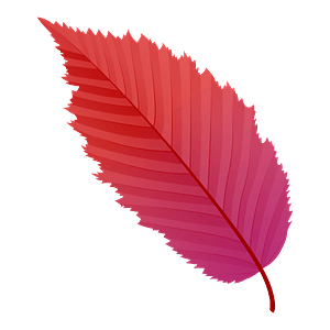 American hornbeam red leaf