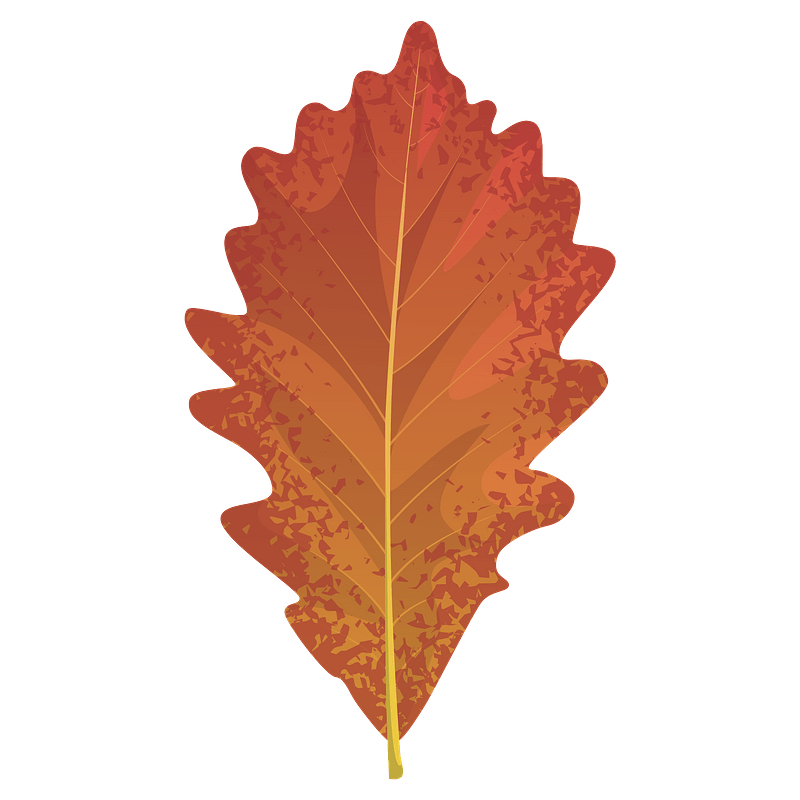 Swamp white oak autumn leaf