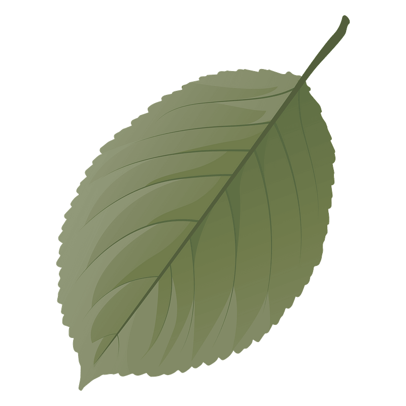 Wild cherry tree summer leaf