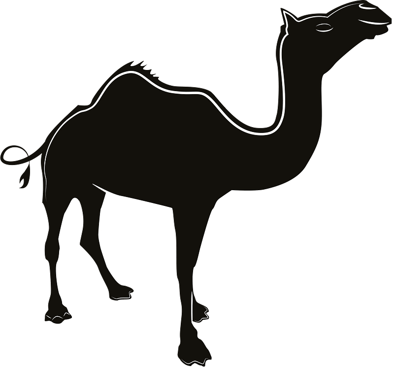 Camel