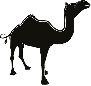 Camel