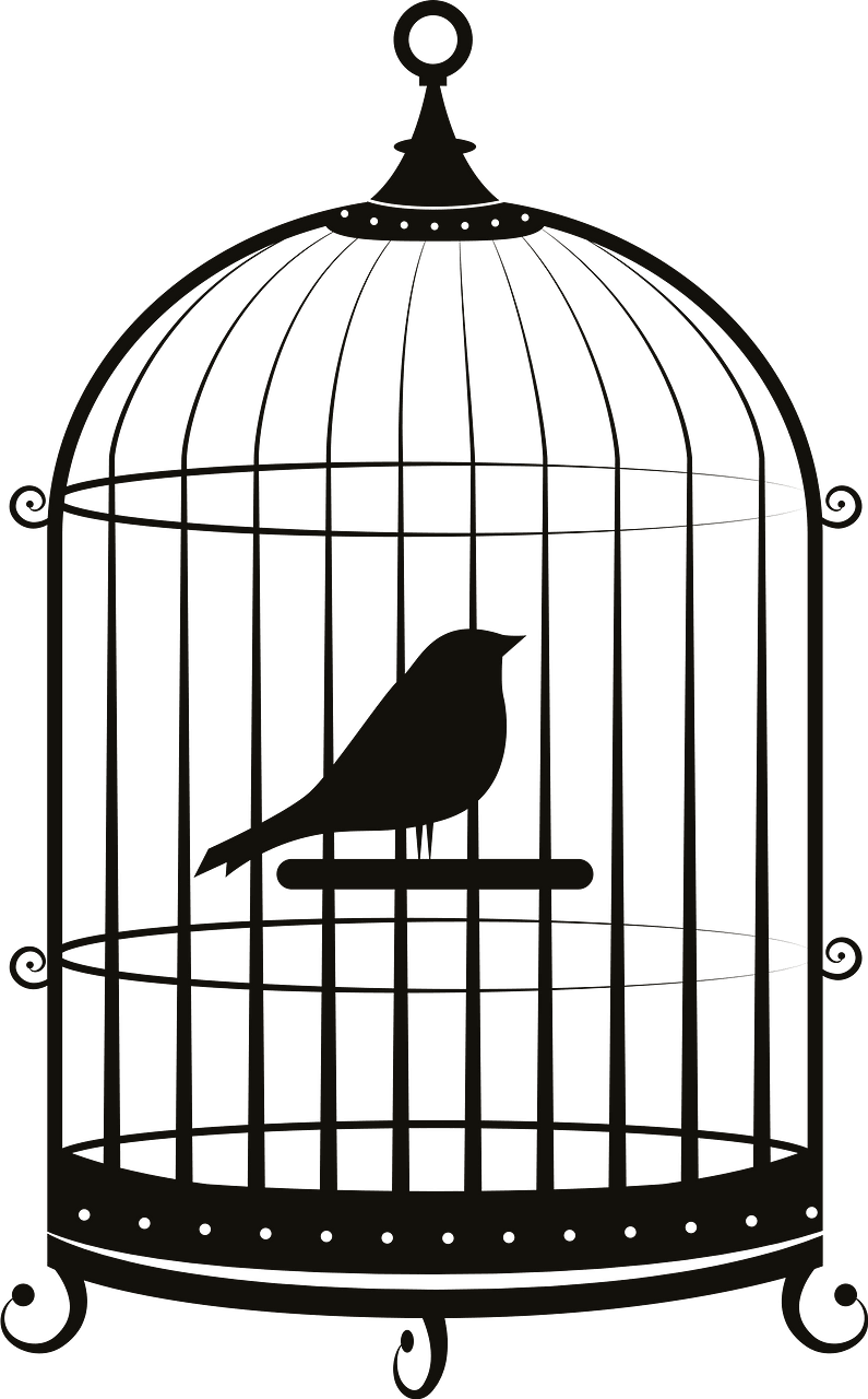 Bird in cage 