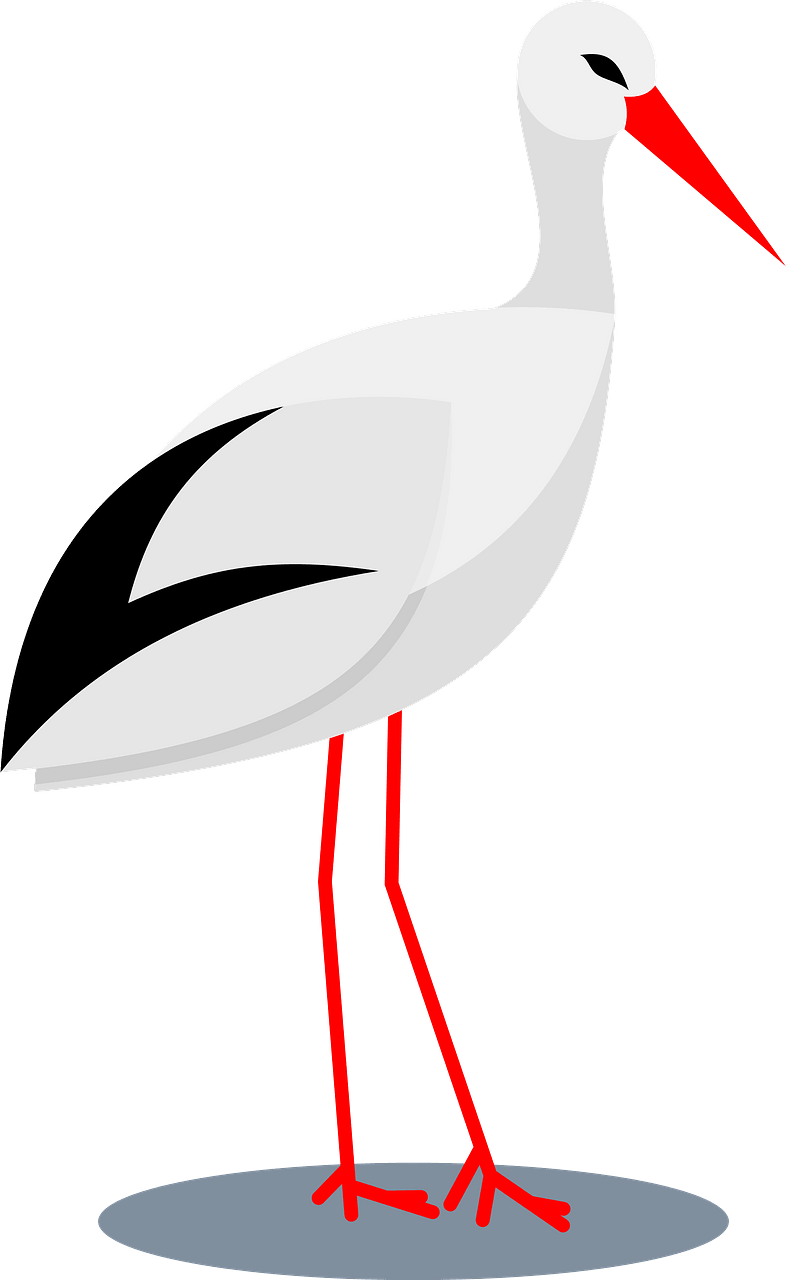 Stork bird