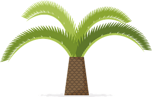 Tropical palm tree