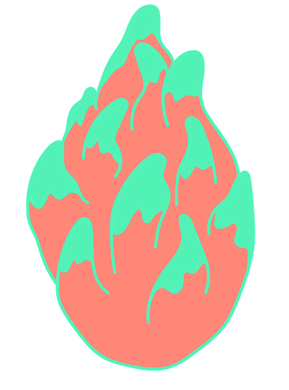Dragon fruit