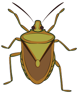 Brown Marmorated Stink Bug