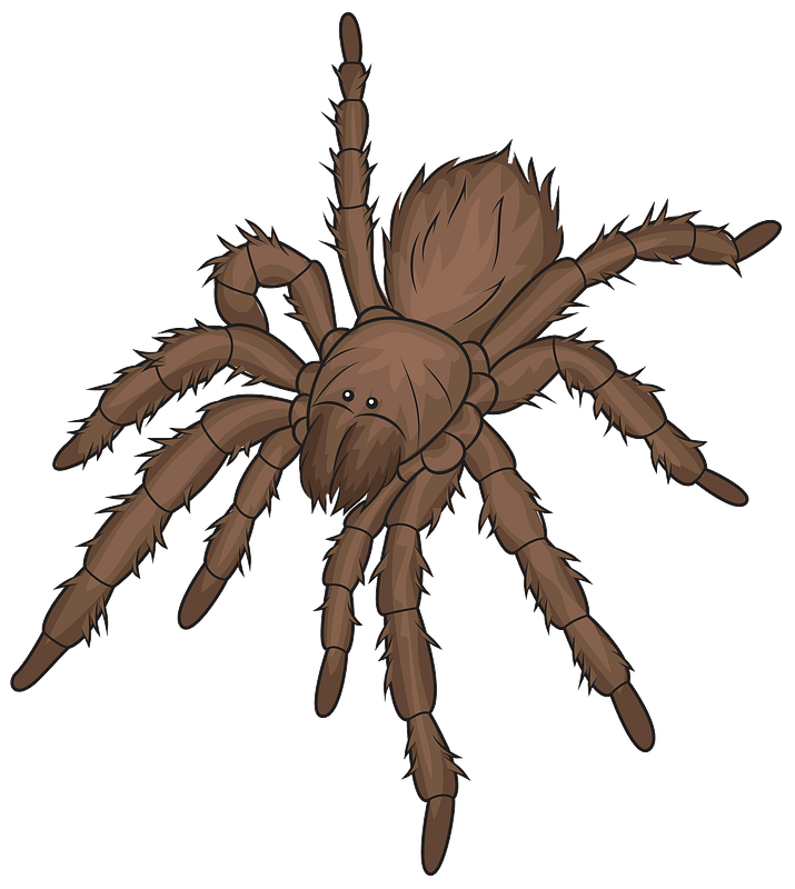 Chilean Rose Tarantula