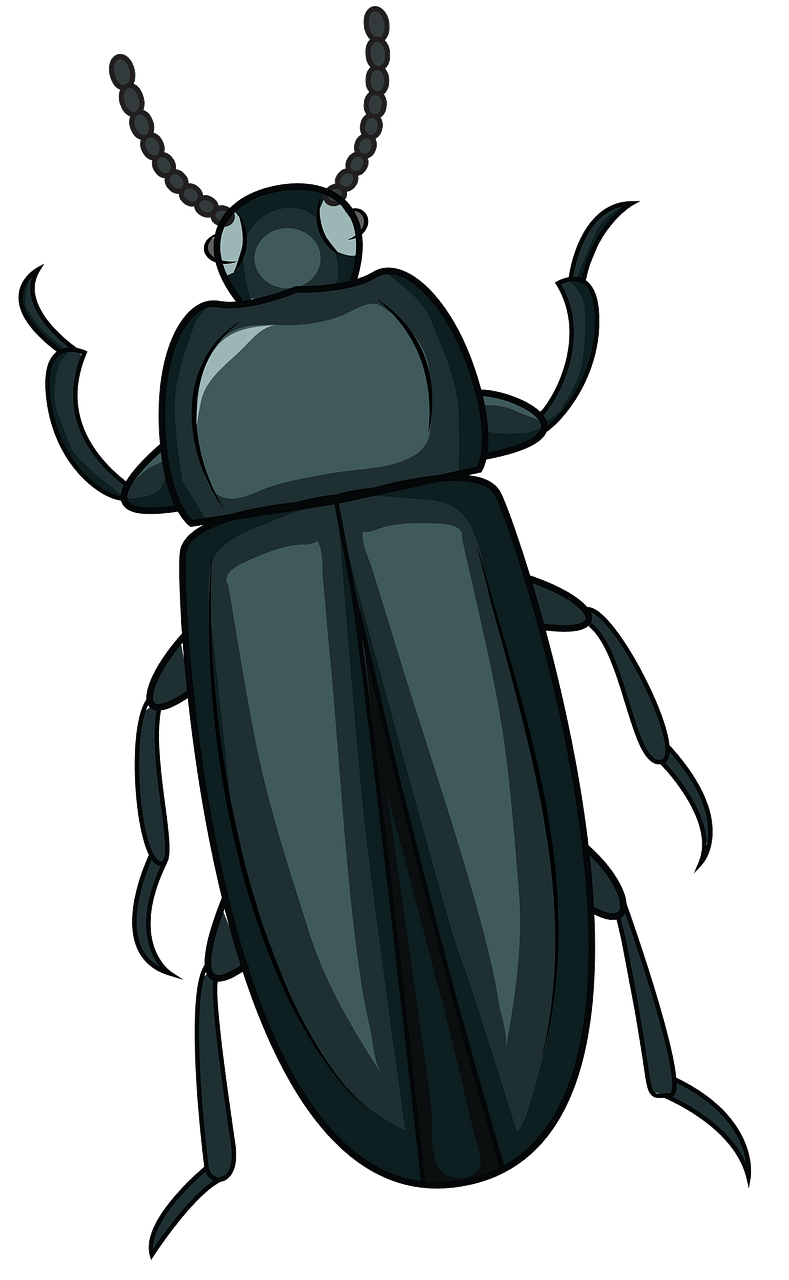 Mealworm Beetle