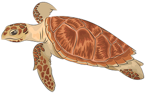 Hawksbill Sea Turtle