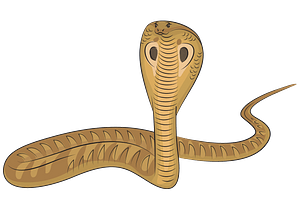 King Cobra