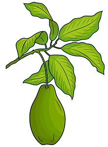 Avocado with leaves