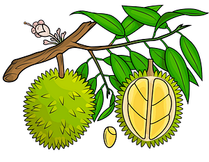 Durian on the tree