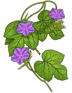 Fig-leaved morning glory