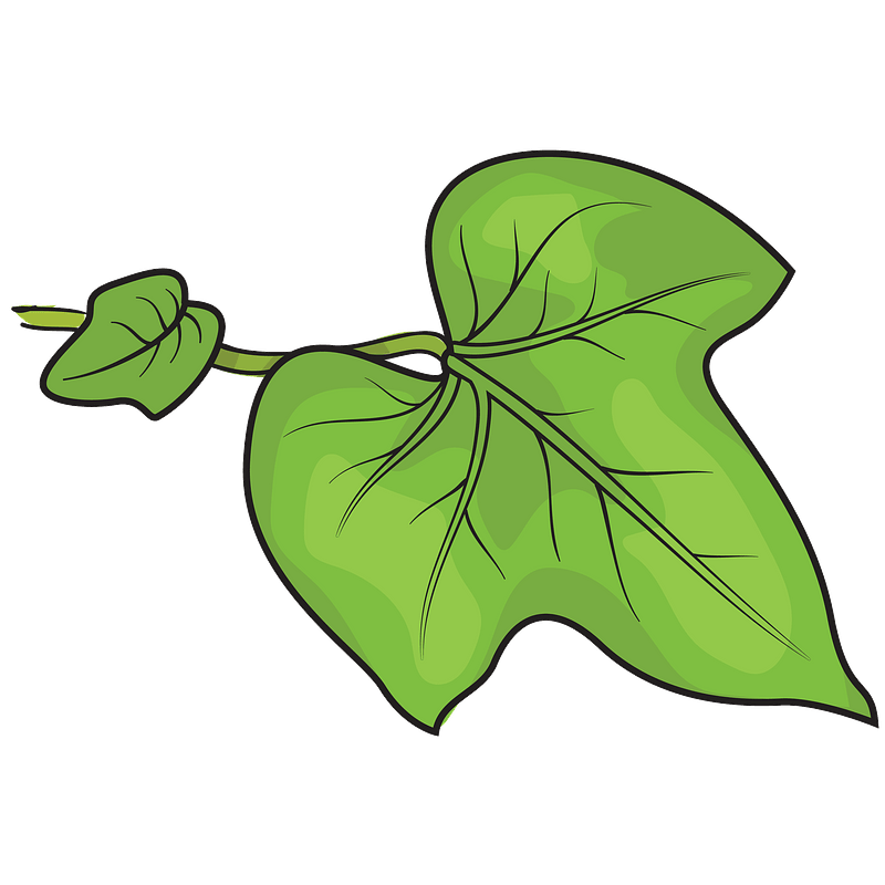 Morning Glory leaf