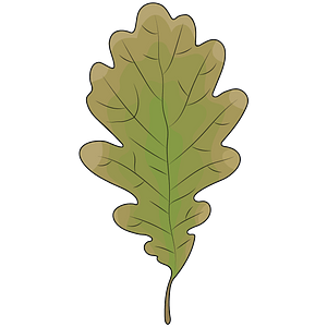 Oak leaf