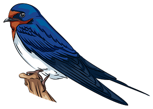 Barn Swallow