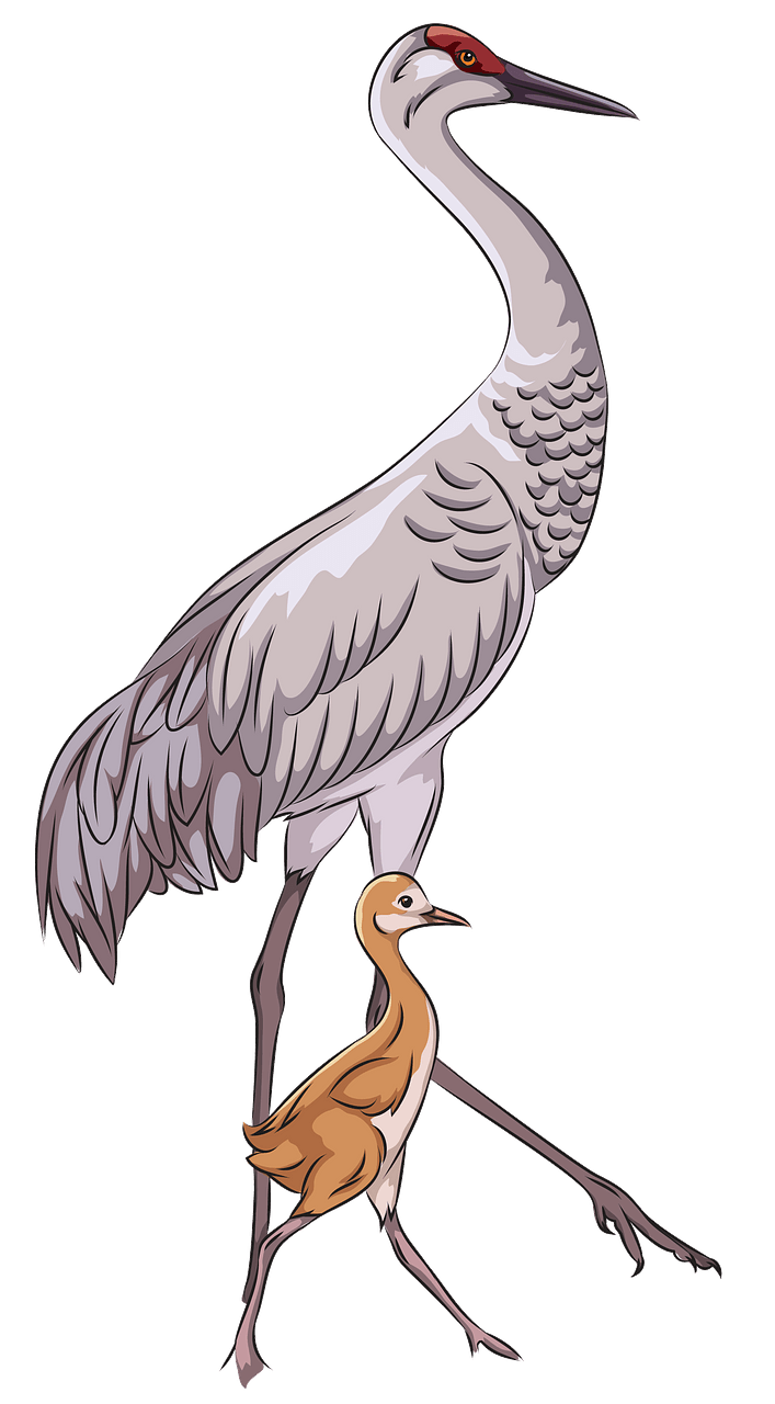 Sandhill crane with chick