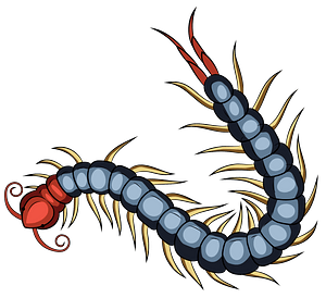 Chinese Red Headed Centipede