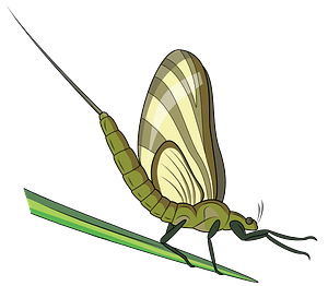 Green Drake Mayfly