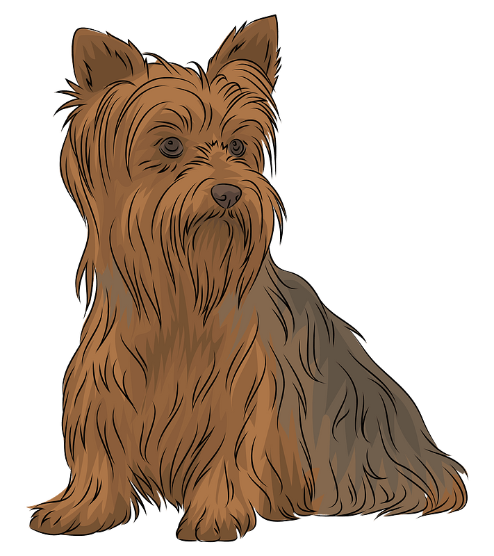 Yorkshire Terrier