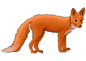 Vulpes vulpes