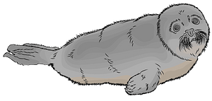 Harp Seal