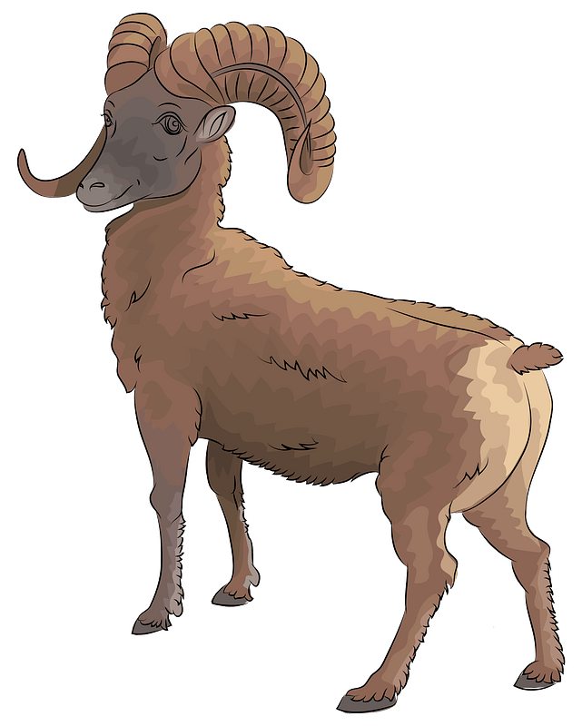 Mountain bighorn sheep