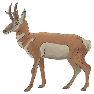 Pronghorn