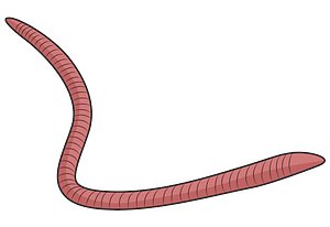 Red wiggler worm