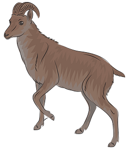 Wild goat Nilgiri tahr