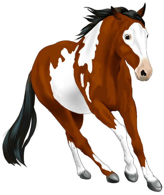 American Paint Horse