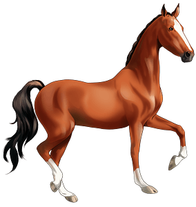 Saddlebred americano