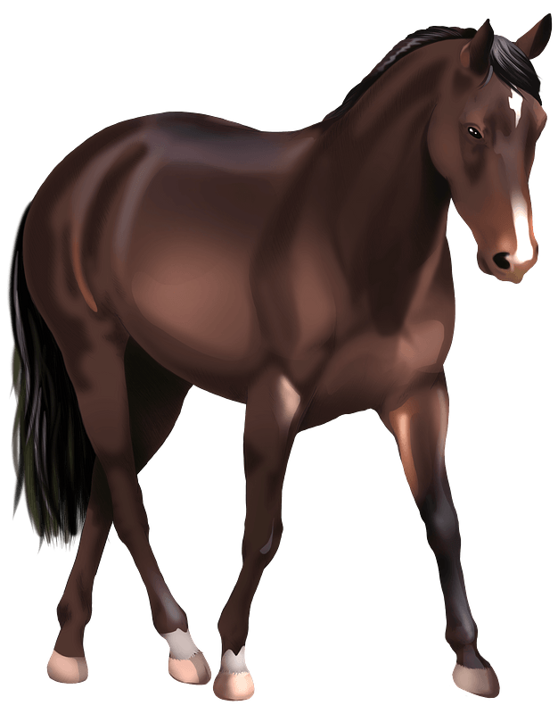 Australian Stock Horse
