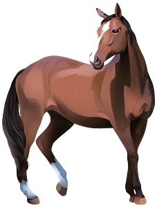 Heavy Warmblood Mare