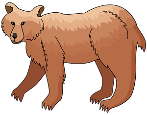 Brown Bear