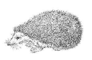 刺猬