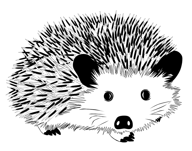 Black and white hedgehog