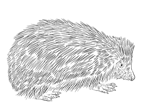 European hedgehog