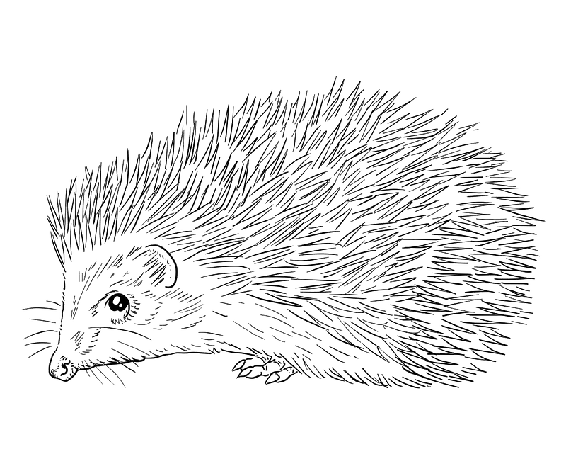Southern white-breasted hedgehog