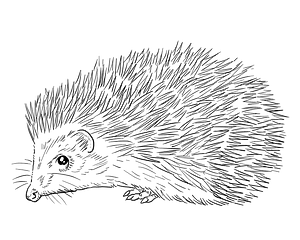 Southern white-breasted hedgehog